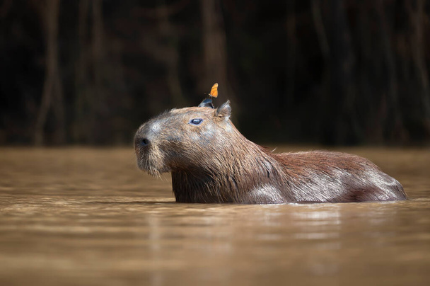 Κοντινό πλάνο ενός Capybara σε νερό με μια πεταλούδα στο κεφάλι, South Pantanal, Βραζιλία. - Φωτογραφία, εικόνα