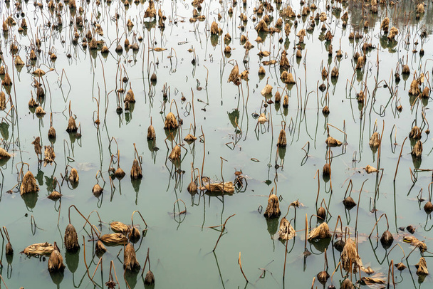 Φθινόπωρο μαραμένο φύλλο λωτού στη λίμνη - Φωτογραφία, εικόνα