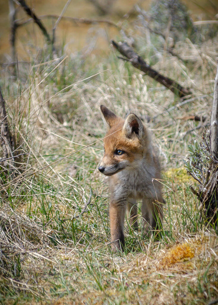 young foxes walking in the dunes - Photo, Image