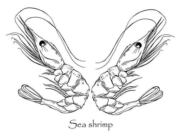 Vektor-Schwarz-Weiß-Zeichnung von Krabbe und Königskrabbe - Vektor, Bild