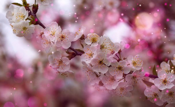 Closeup de flor de cereja flor no fundo pastel bokeh
. - Foto, Imagem