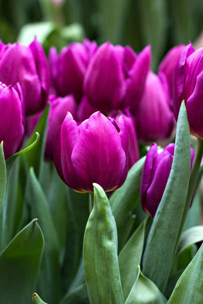  Sok tulipán egy virágkiállításon. Tulipánok. Egy csokor rózsaszín tulipán.. - Fotó, kép