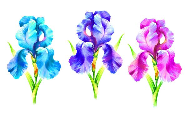 Watercolor hand paint iris flower on white background. - Foto, afbeelding