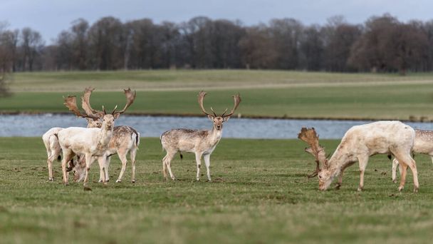 美しい切手満州シカ鹿, Cervus nippon mantchurics,牧草地に立つ,イギリス - 写真・画像