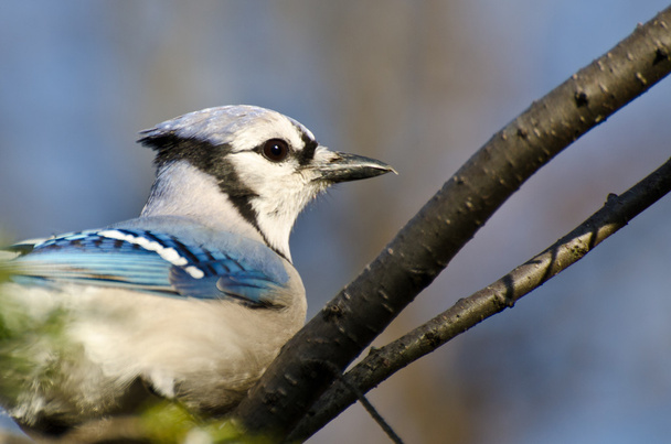 Blue Jay Perched in a Tree - Foto, afbeelding