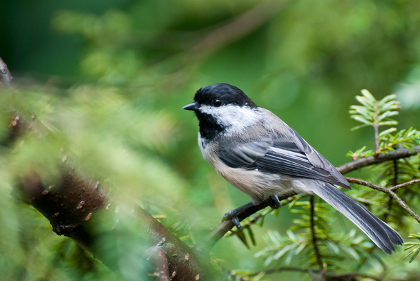 Chickadee Perched in a Tree - Photo, image