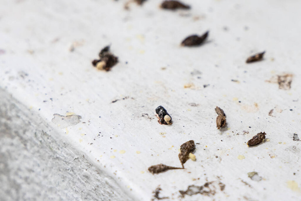 Fezes de merda feias e não higiênicas excretadas por lagartos domésticos na superfície
 - Foto, Imagem