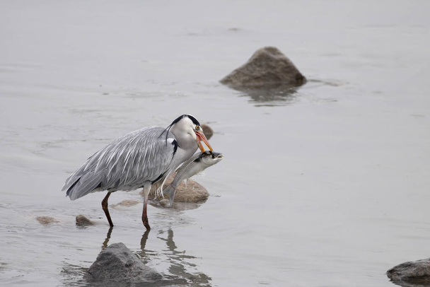 Heron proudly carrying a large mullet it had just caught in the waters of the Douro River, north of Portugal. - Photo, Image