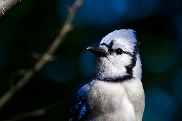 Profile of a Blue Jay Against a Dark Blue Background - Фото, изображение