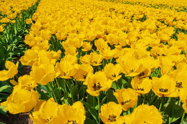 Tulpenfeld in Holland an einem sonnigen Tag - Foto, Bild