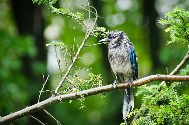 Wet Blue Jay in the Rain - Zdjęcie, obraz