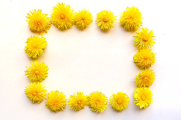 Frame of bright yellow dandelions on white background. Summertime concept. Copy space for the text - Photo, Image