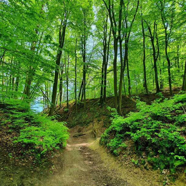 Un chemin forestier sans personnes
. - Photo, image