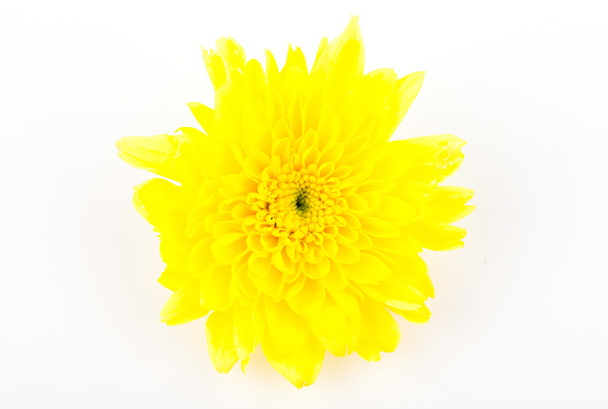 Kukkakaali
 - Valokuva, kuva