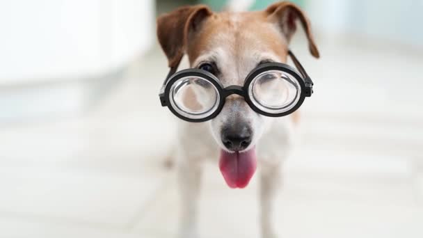 Suloinen koira silmälaseissa. Onnea matkaan. odottaa pelin leikkisä tunnelma. Onnellinen hymyilevä koira. matala syvyys kentän. Videomateriaali
 - Materiaali, video