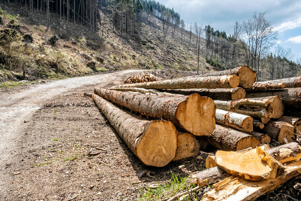 Calamity logging, Stolica mountains, Slovak republic. Forest calamity theme. Seasonal natural scene. - Photo, Image