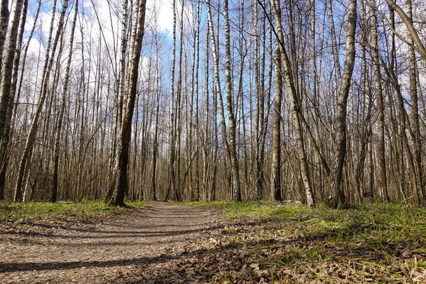 Korkeat koivut - varhainen kevät metsässä - aurinkoinen päivä valkoisten koivujen metsässä. Venäjä
 - Valokuva, kuva