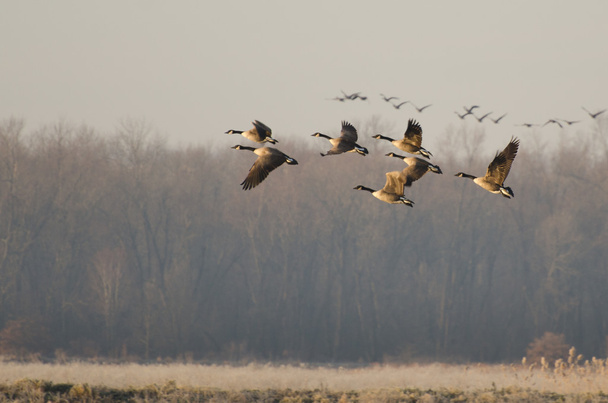 Канадские гуси летят
 - Фото, изображение