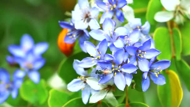 Lignum vitae üzerindeki arı Bahçede açan mavi beyaz çiçekler - Video, Çekim