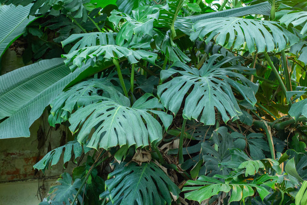 Monstera leaves, tropical greenhouse with heat-loving exotic plants. Close-up of monstera, green tropical creeper, backdrop background for design - Photo, Image