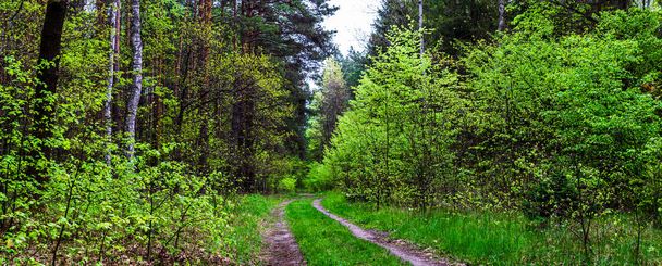 dirt road through the forest - Valokuva, kuva