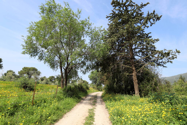 未舗装の田舎道。道路はイスラエル北部の森を通っている。  - 写真・画像