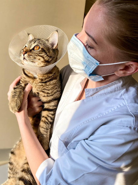 Een fair-skin vrouw dierenarts onderzoekt een tabby kat en zet op een postoperatieve kraag / kegel. - Foto, afbeelding