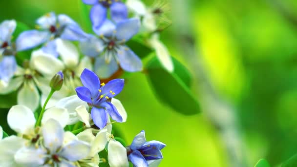 Lignum vitae sininen valkoiset kukat kukkivat hämärtää puutarhassa
 - Materiaali, video