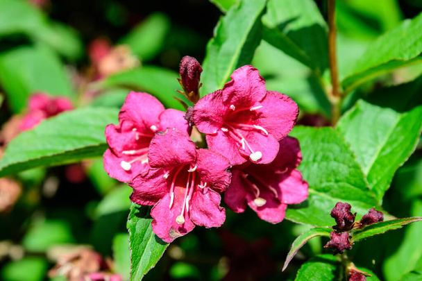 Close up de Weigela florida rosa vívida planta com flores em plena floração em um jardim em um dia de primavera ensolarado, belo fundo floral ao ar livre fotografado com foco suave
 - Foto, Imagem