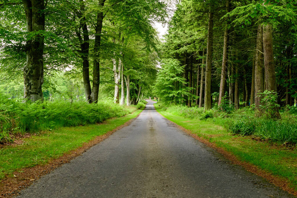 Άδειο μονοπάτι σε ένα δάσος με παλιά πράσινα δέντρα και φύλλα σε μια καλοκαιρινή μέρα στη Σκωτία, Ηνωμένο Βασίλειο, όμορφο υπαίθριο φυσικό υπόβαθρο φωτογραφήθηκε με απαλή εστίαση - Φωτογραφία, εικόνα