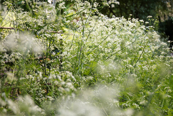 Białe kwiaty pietruszki krowiej (Anthriscus sylvestris). - Zdjęcie, obraz