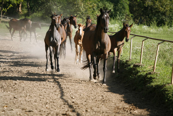 Krajowe konie arabskie różnych kolorów biegnące do domu z łąki - Zdjęcie, obraz
