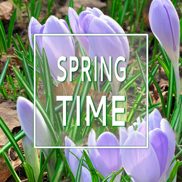 Blue lilac crocus flowers close up with a sign spring time over them. - Fotografie, Obrázek