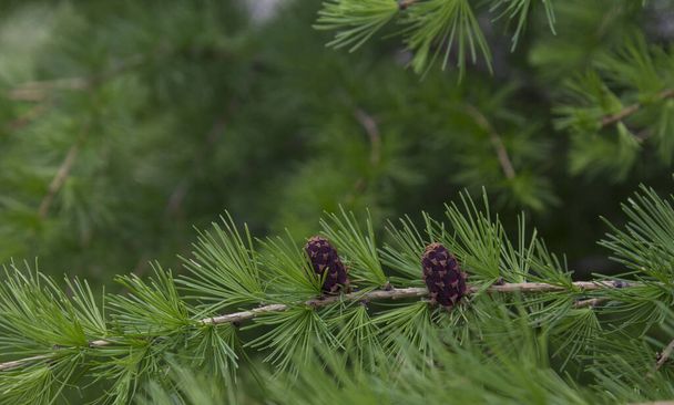 春に、ヨーロッパ・ラーチ(ラリックス・デシュア)から若い枝。素敵な新鮮な色.  - 写真・画像