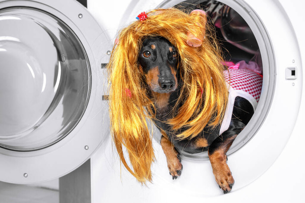 Αστεία μικρή dachshund φορώντας κόκκινο και άσπρο καρό κοστούμι υπηρέτρια και χρυσή ξανθιά περούκα κρυφοκοιτάζει έξω από το ανοιχτό τύμπανο πλυντηρίου. - Φωτογραφία, εικόνα
