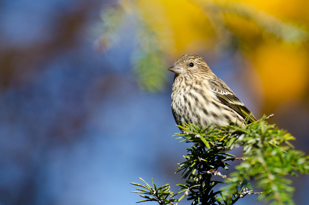 Pine Siskin Perched on Evergreen Tree - Photo, Image