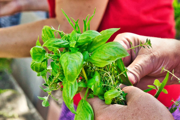 aranżacja małego zielonego bukietu jadalnego w garści ekologicznych ziół z miejskiego ogrodu - Zdjęcie, obraz