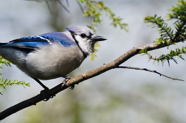 Blue Jay Perched in a Tree - Foto, Imagem