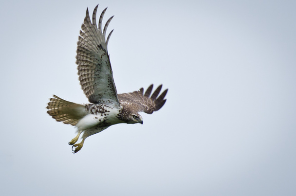 Red-Tailed Hawk In Flight - Photo, Image