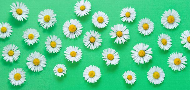 Chamomile daisy flowers on green background. Summer, spring Flat lay. Banner. - Фото, изображение