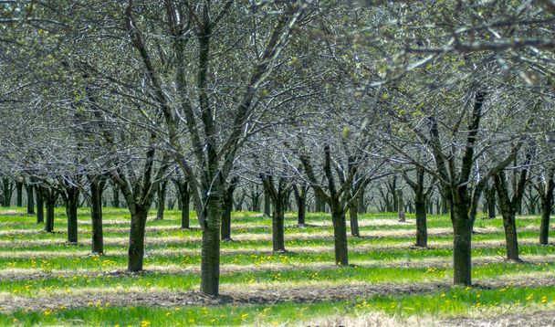 Un frutteto nel Michigan USA, ha file di ciliegi pronti a fiorire da un giorno all'altro
 - Foto, immagini