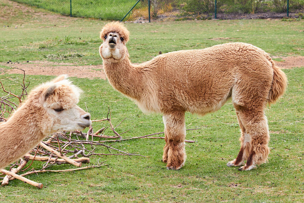 Dos alpaca, llama o lama sobre una hierba verde en un prado. Animales de granja
. - Foto, imagen