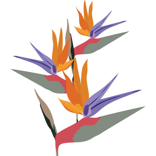 Bird of Paradise flower. Beautiful colorful vector stock illustration isolated on white background. Paradise nature. Design for decoration, web, textil, fabric and ets. - Vector, Image