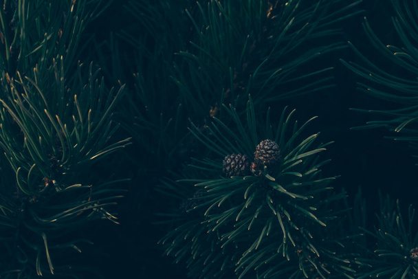 Forest background - fir or pine branches with cones close-up. Dark style, close-up - Фото, зображення