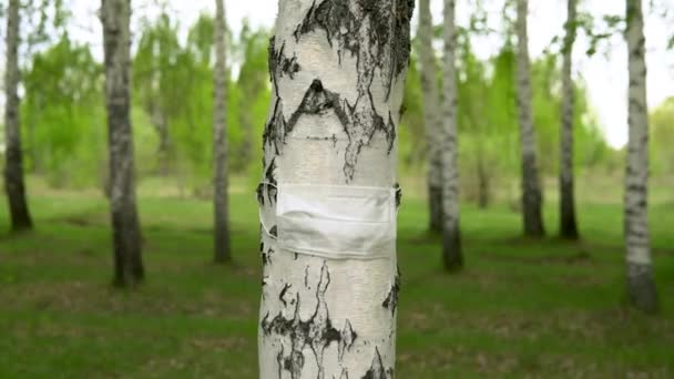 Orvosi maszk van egy nyírfa törzsön. A fa védve van a vírustól. Környezetvédelem. - Felvétel, videó