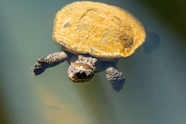 Malá sladkovodní želva pokrytá řasami plovoucí v kalné vodě - Fotografie, Obrázek