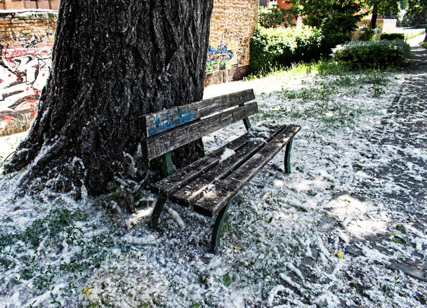 Η γύρη των δέντρων Poplar κάλυψε το έδαφος σε ένα πάρκο της Μπολόνια, Ιταλία. - Φωτογραφία, εικόνα