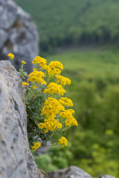 Wiosną, żółte kwiaty rosną na skałach w naturalnym otoczeniu w parku narodowym - Zdjęcie, obraz