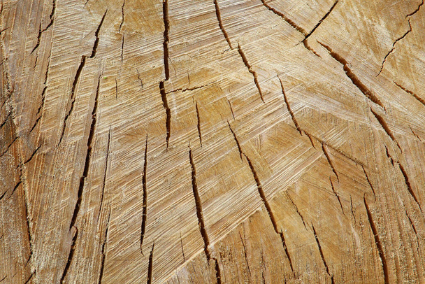 Textura de coto de fatia de árvore com anéis de anos
 - Foto, Imagem