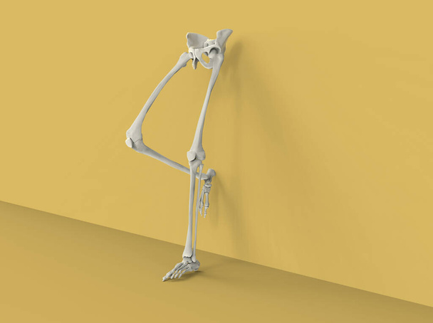Model van menselijke benen en heupen op oranje achtergrond, 3D render  - Foto, afbeelding